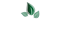 Nurdem Çay » Toptan Çay » Tozsuz Çay